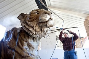 Monte Paddleford gives the tiger a good cleaning before she arrived on Brenau's campus. The over 1,800 mile drive from Lander, Wyo., to Gainesville, Ga., on an open trailer left her a little dusty.