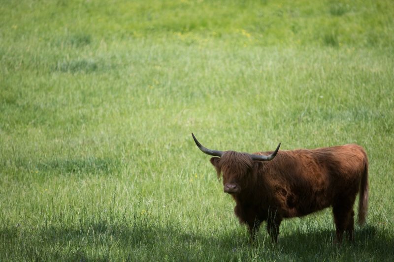 A bull roams around a meadow at the farm of Joyce Lott, WC '59, and her husband Tom Lott. (AJ Reynolds/Brenau University)